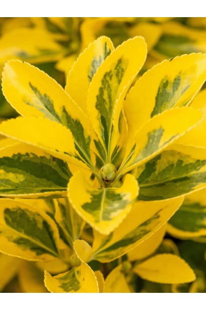 Euonymus ’Aureus’полив